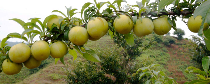 蜂糖李种植有哪些条件（蜂糖李适合种植地区及海拔）