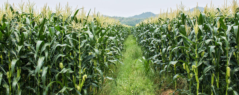免耕机种植玉米高产吗 免耕机种地玉米产量高吗