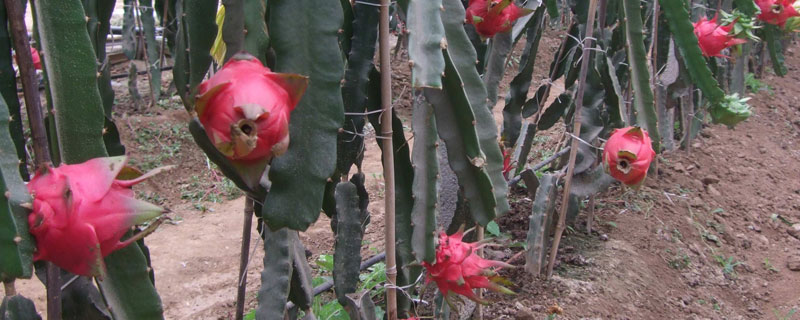 火龙果北方种植可以吗