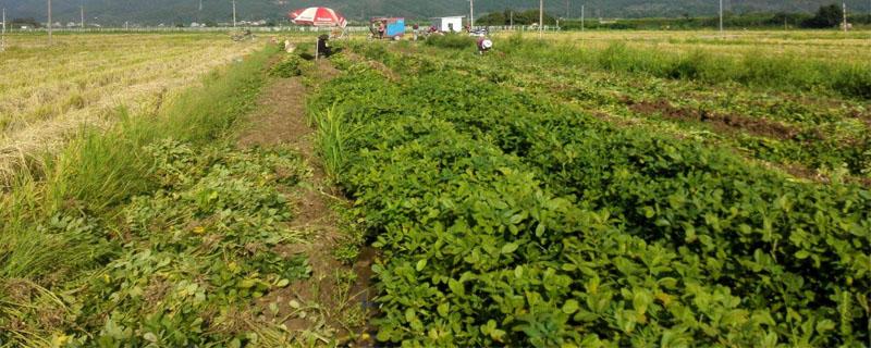 春花生什么时候打控旺药 春花生什么时候打控旺药最合适?