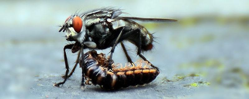 敌敌畏灭蚊蝇稀释比例 灭蚊蝇敌敌畏配比浓度