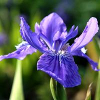 韭菜莲（韭菜莲花图片大全）