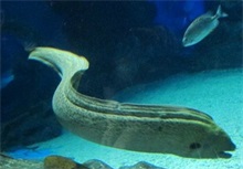海鳗百科（海鳗鱼百科）