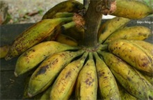 野香蕉百科（野香蕉的样子）