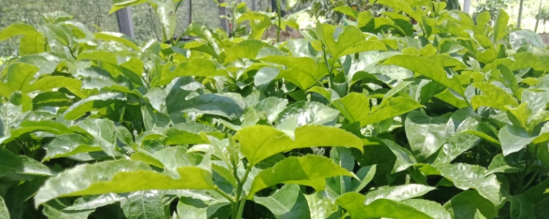 百香果是单子叶植物还是双子叶植物（百香果是单性花还是双性花）