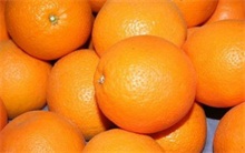 橙子百科 橙子搜狗百科