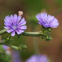 龙面花（龙面花花期）