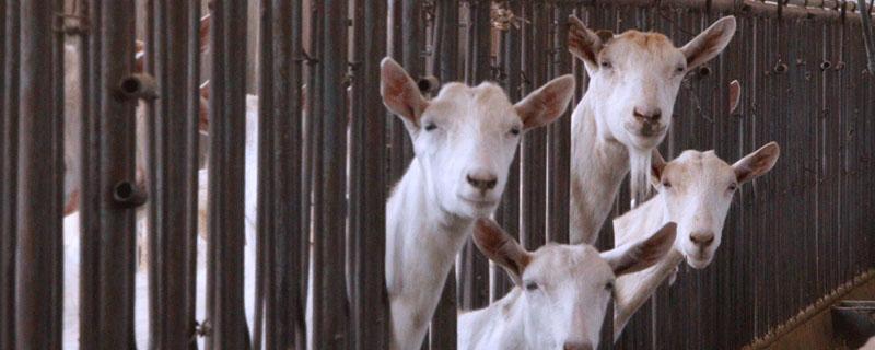 夏季圈养羊 圈养羊夏天吃什么