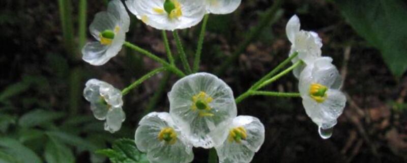 山荷叶花语（日本山荷叶花语）