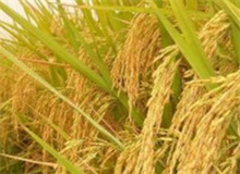 水稻 水稻育秧盘