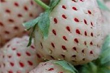 菠萝莓百科 菠萝莓为什么叫菠萝莓