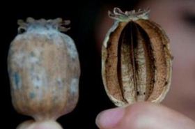 罂粟壳的功效与作用,罂粟壳的功效,罂粟壳的作用