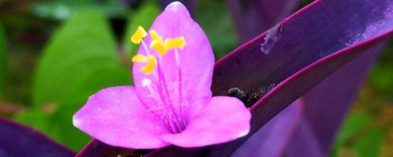 紫鸭跖草的养殖方法（紫鸭跖草的养殖方法和注意事项）