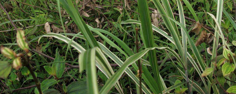 玉带草是常绿的吗 玉带草是水生植物吗