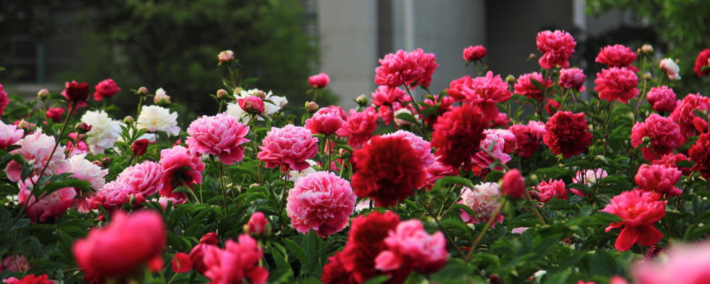 芍药开完花齐根剪掉会死吗