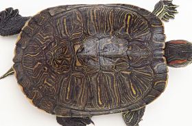 龟甲 龟甲的拼音