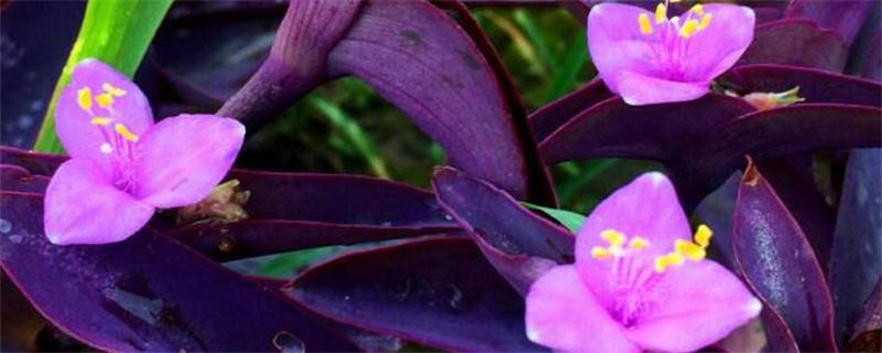 紫鸭跖草有毒吗 紫鸭跖草可以食用吗