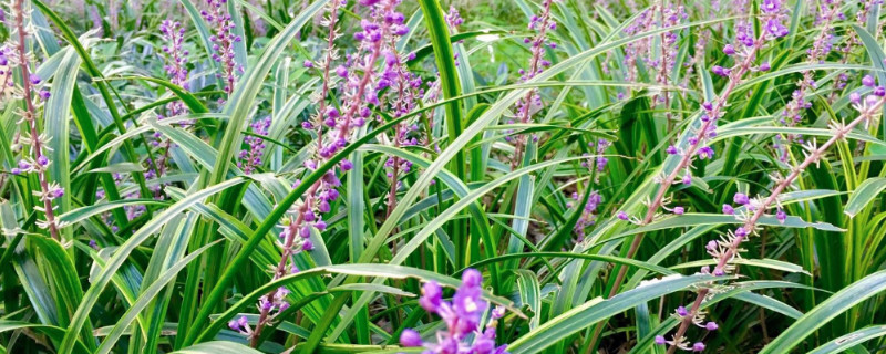 沿阶草的生长环境（沿阶草是什么植物）