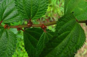 大粘药 大粘药图片