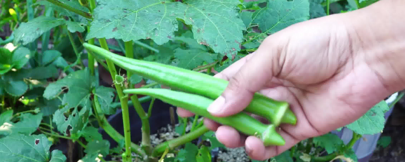 秋葵移栽后怎样管理 秋葵怎样种植和管理