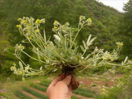 药用翻白草