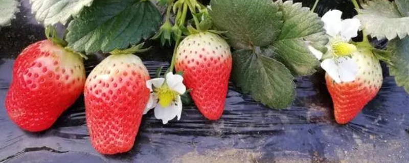 红玉草莓苗品种介绍 草莓新品种红玉