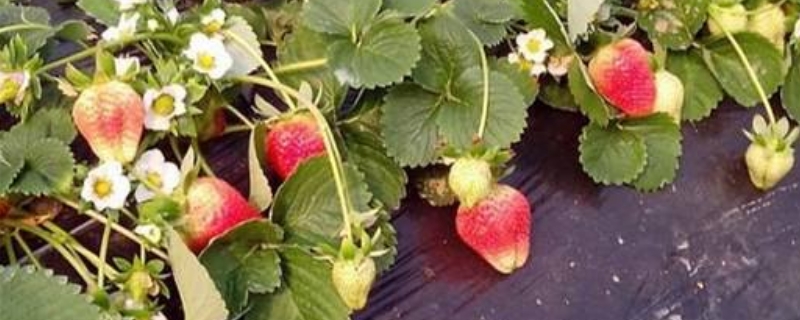 天仙醉草莓品种介绍 天仙醉草莓还叫什么名字