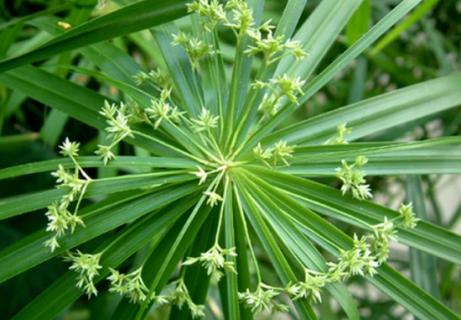 给旱伞草浇水有什么特点（雨伞水草怎样栽种）