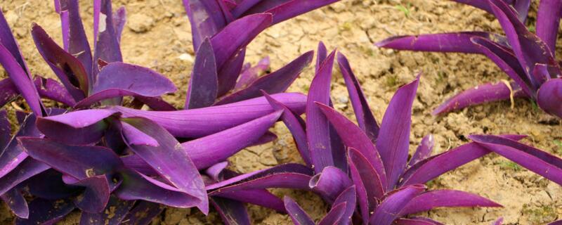 紫鸭跖草的功效与作用 紫鸭跖草的功效与作用治什么病呢?