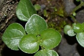 石油菜 石油菜草药图片