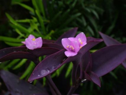 紫鸭跖草有何特性，怎样栽培 紫鸭跖草好养吗