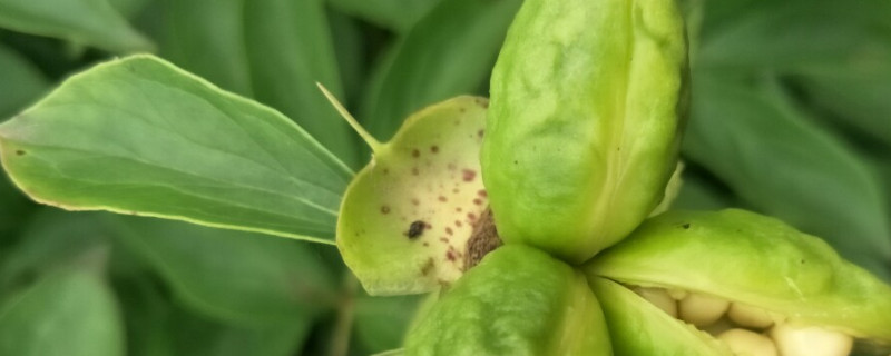 芍药花的种子怎么种才能出苗 怎样种芍药花种子