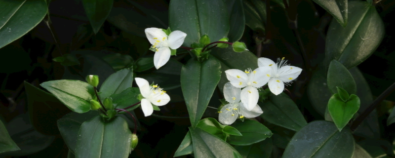 白花紫露草有毒吗（白花紫露草对猫咪有毒吗）