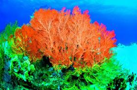 珊瑚（珊瑚虫分泌的化学物质）
