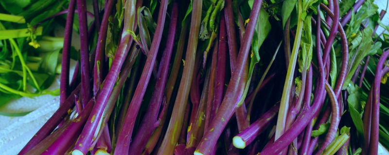 红油菜苔种植时间和方法（油菜苔的种植方法和时间）