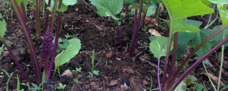 红菜苔北方能种吗（红菜苔怎么栽种）