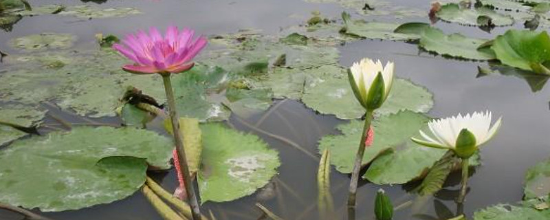 香水小叶莲花怎么养（香水小叶莲花怎样养）