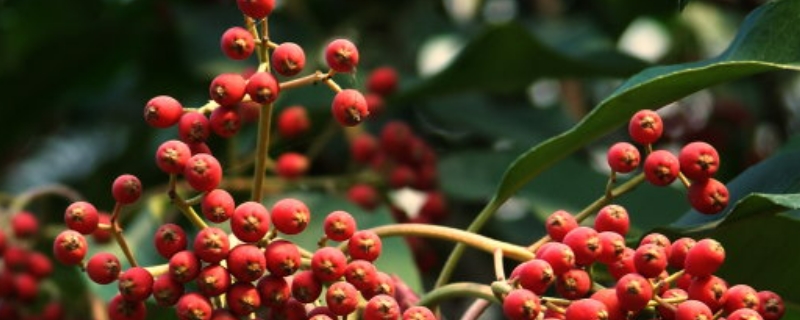 花椒树7月份能不能修剪 花椒树七月份能不能修剪