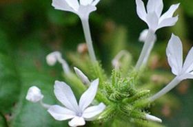 白花丹 白花丹外敷到底有多毒