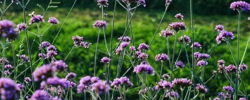 羽叶薰衣草怎么驱虫 羽叶薰衣草怎么修剪