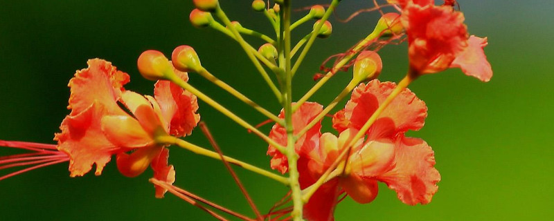 金凤花怎么种（金凤花树种植范围）