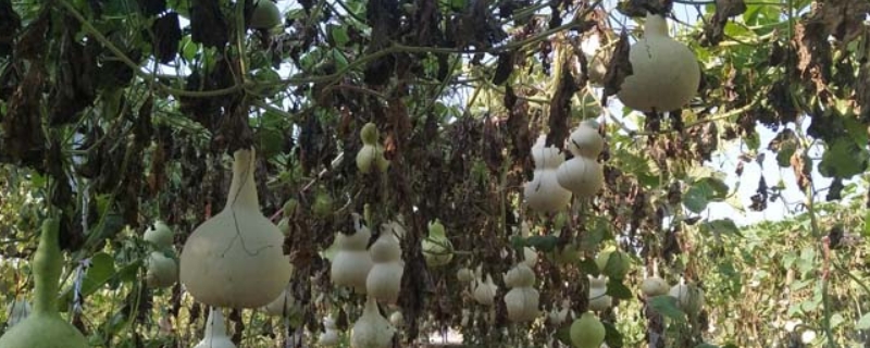 葫芦种子怎么催芽和种植 小葫芦种子怎么催芽和种植