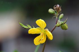 白花菜子（白花菜子外敷产热原理）