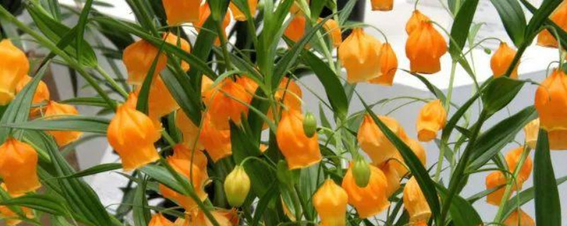 宫灯花的养殖方法和注意事项 宫灯长寿花的养殖方法和注意事项