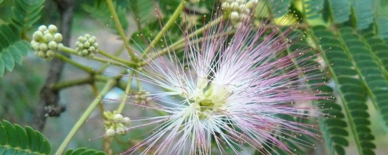 一种植物手一碰就会闭合是什么植物 一种植物手一碰就会闭合是什么植物图片