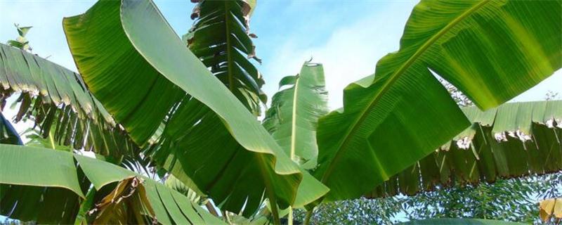 芭蕉的养殖方法和注意事项 芭蕉的种植与养殖方法