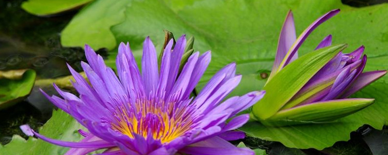 香水莲花种植方法（水培香水莲花怎么养）