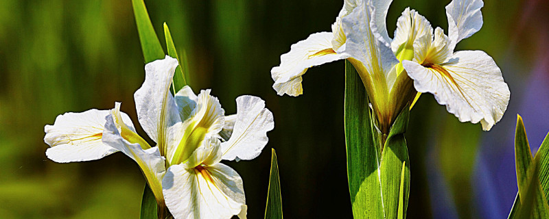 鸢尾花是百合花吗