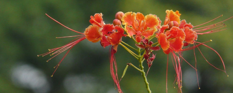 金凤花花语及象征意义（金凤花象征着什么）