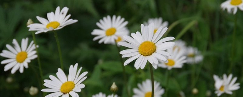 小雏菊和洋甘菊区别 小雏菊和洋甘菊区别图片